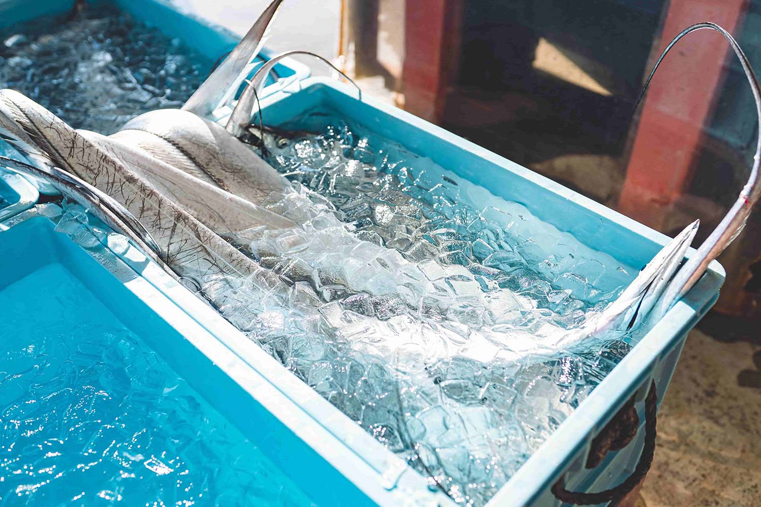 新鮮な魚